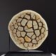 Septaria nodule on custom stand