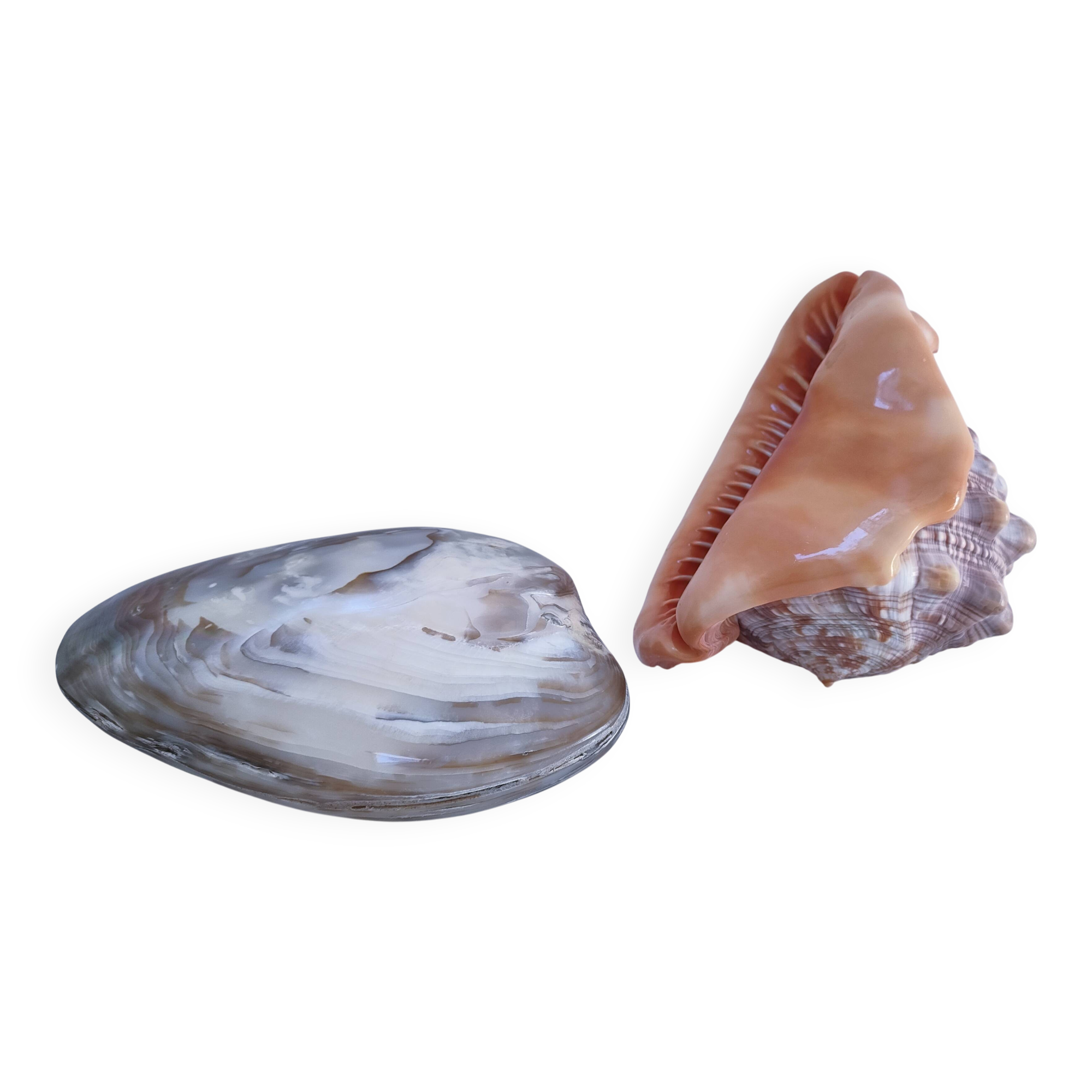 deux coquillages nacrés taille XL