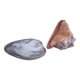 deux coquillages nacrés taille XL