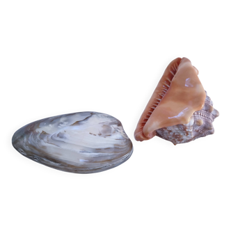 two extra-large mother-of-pearl seashells