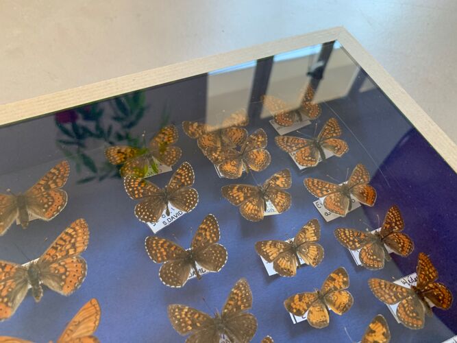 Papillons naturalisés sous verre