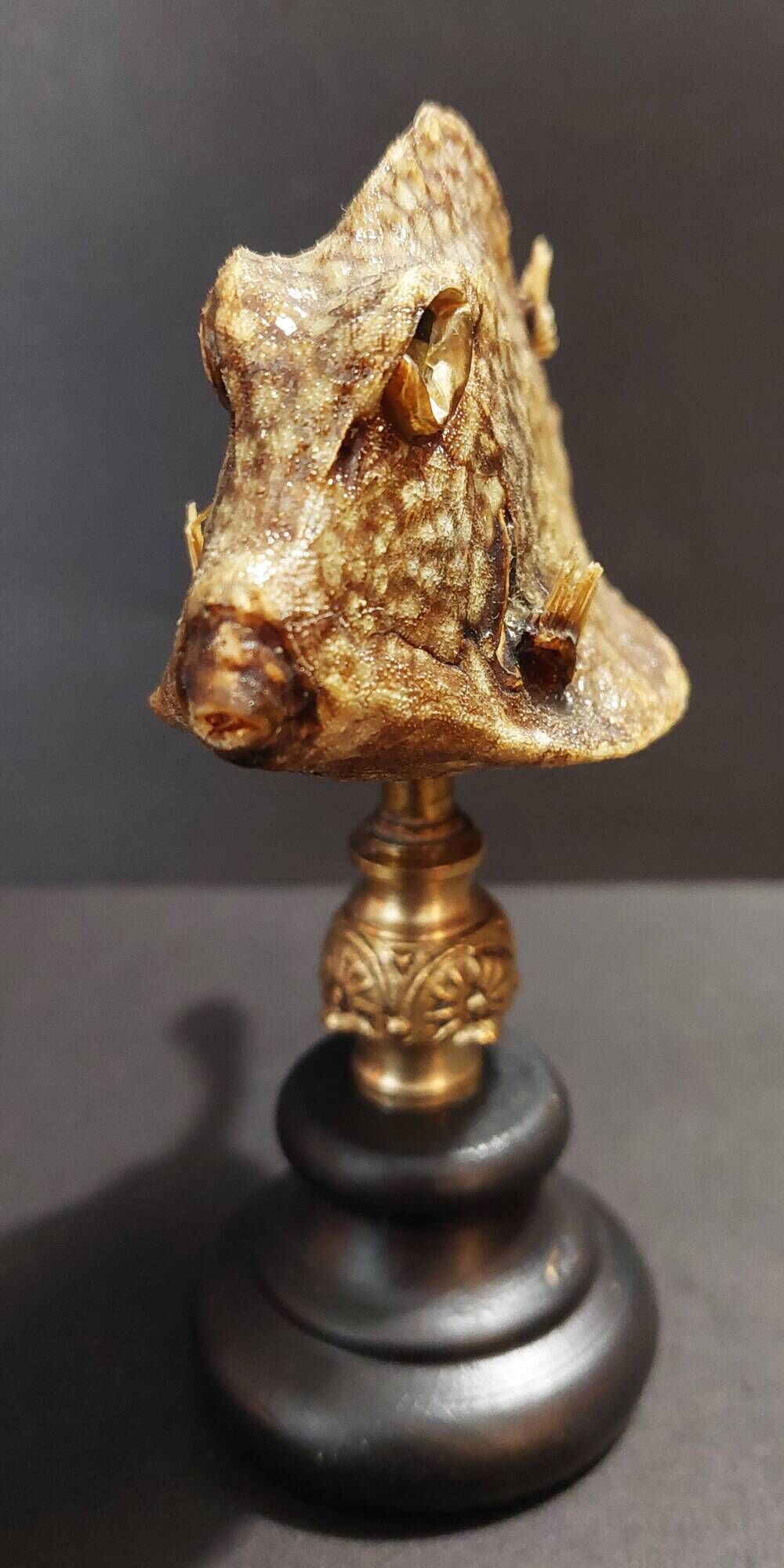 Cabinet of Curiosities naturalized fish tetrosomus concatenatus on base