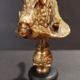 Cabinet of Curiosities naturalized fish tetrosomus concatenatus on base