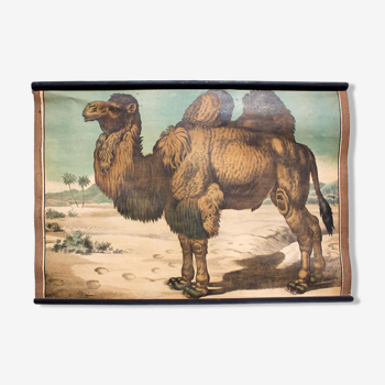 Educational poster camel 1897