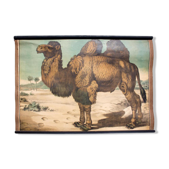 Affiche pédagogique chameau 1897