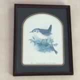 Ancient bird illustration on branch