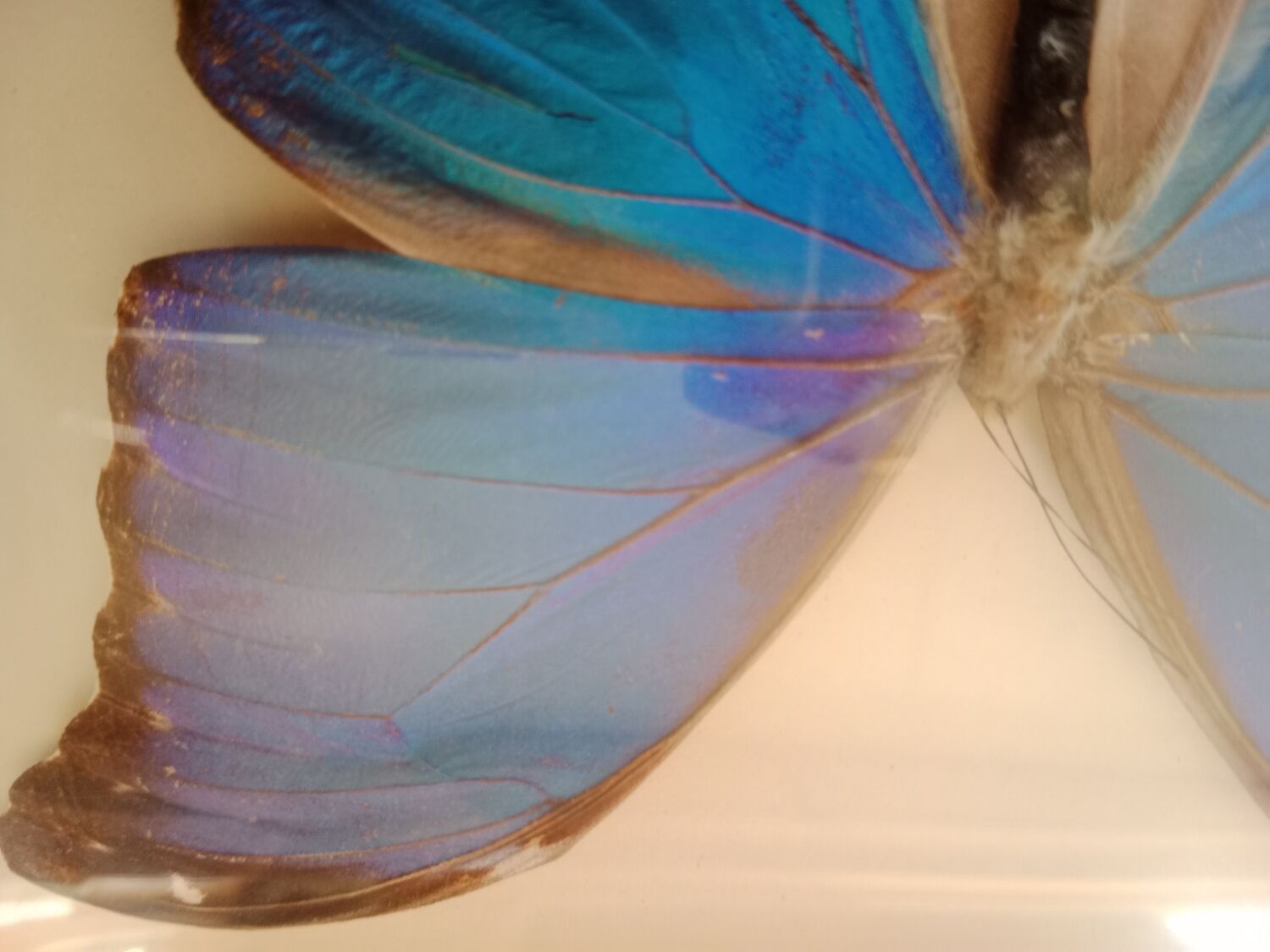 Morpho Amathonte