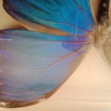 Morpho Amathonte
