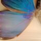 Morpho Amathonte
