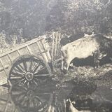 Old photograph of two teams of oxen near a pond