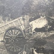 Old photograph of two teams of oxen near a pond
