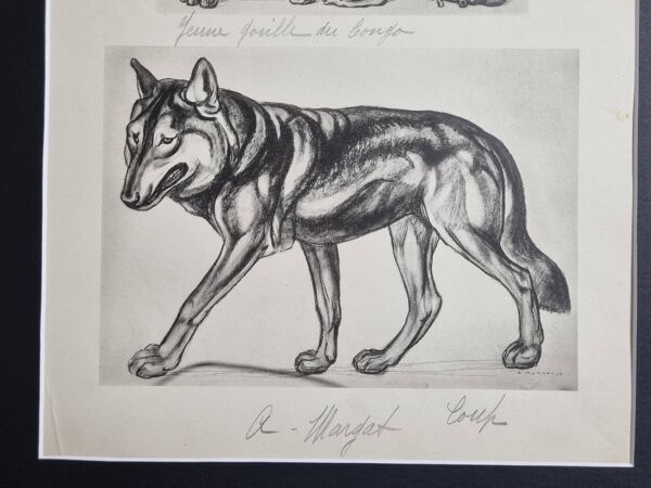 Planche illustrée, Études de Gorille et de Loup, Signée A. Margat, 1930