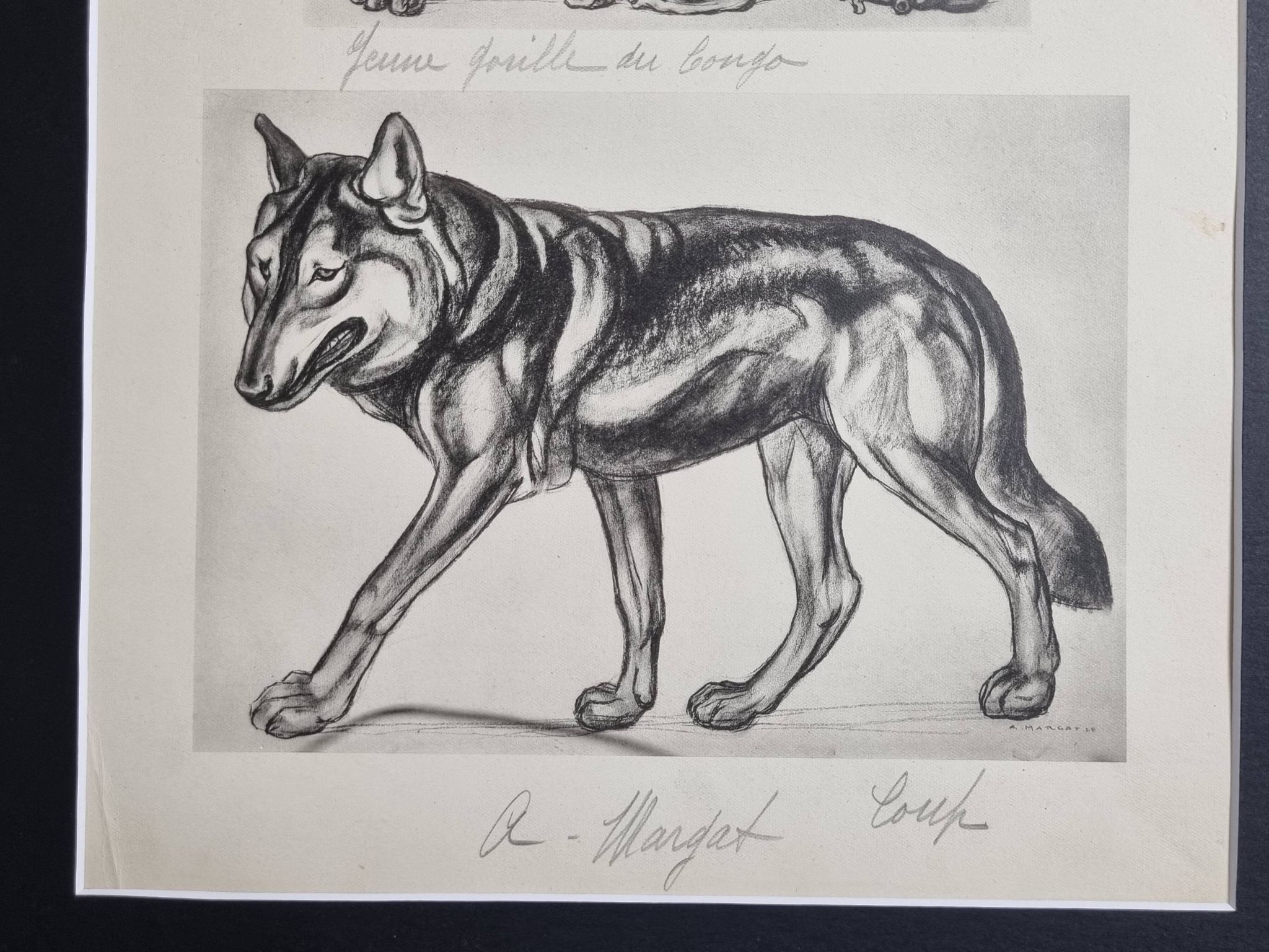 Illustrated plate, Studies of Gorilla and Wolf, Signed A. Margat, 1930