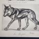 Illustrated plate, Studies of Gorilla and Wolf, Signed A. Margat, 1930