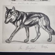 Illustrated plate, Studies of Gorilla and Wolf, Signed A. Margat, 1930