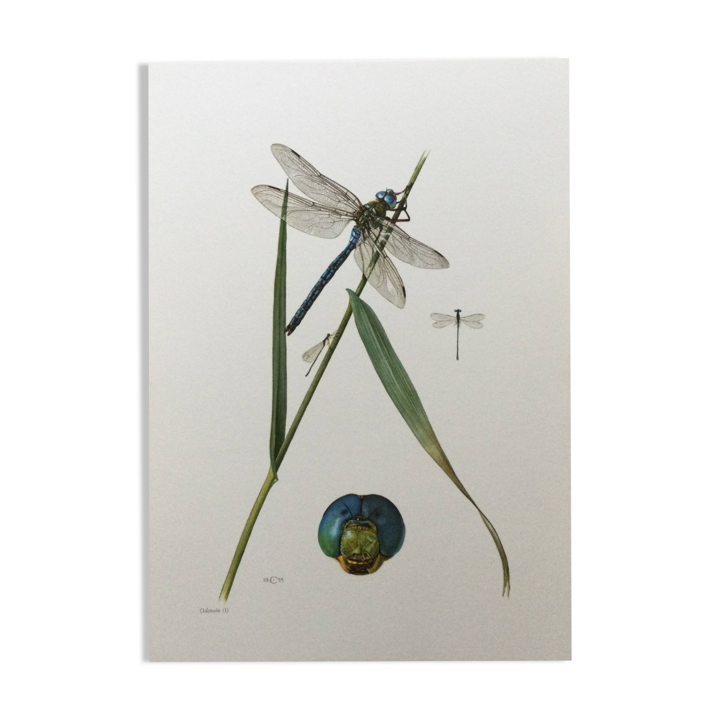 Antique illustration "insects" Dragonfly, 1960s