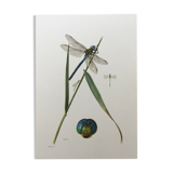 Antique illustration "insects" Dragonfly, 1960s