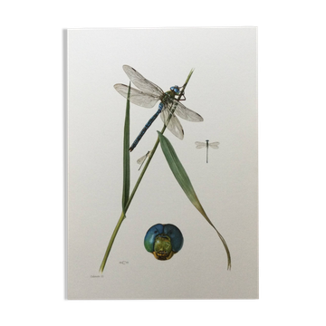 Illustration ancienne "insectes" Libellule, années 60
