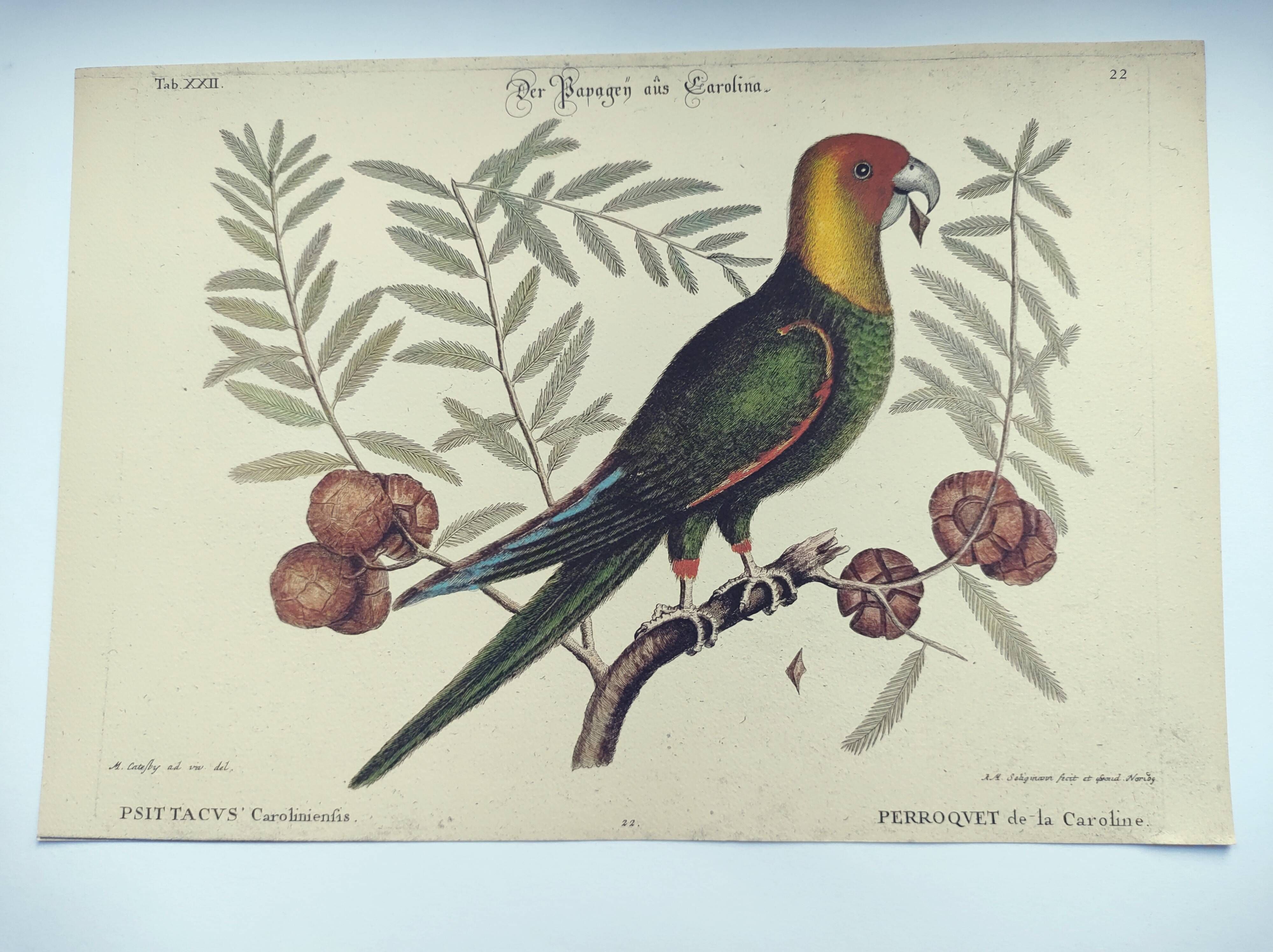 Old bird engraving -Carolina Parrot- Zoological plate by Seligmann & Catesby. 1973