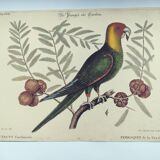 Old bird engraving -Carolina Parrot- Zoological plate by Seligmann & Catesby. 1973