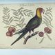 Old bird engraving -Carolina Parrot- Zoological plate by Seligmann & Catesby. 1973