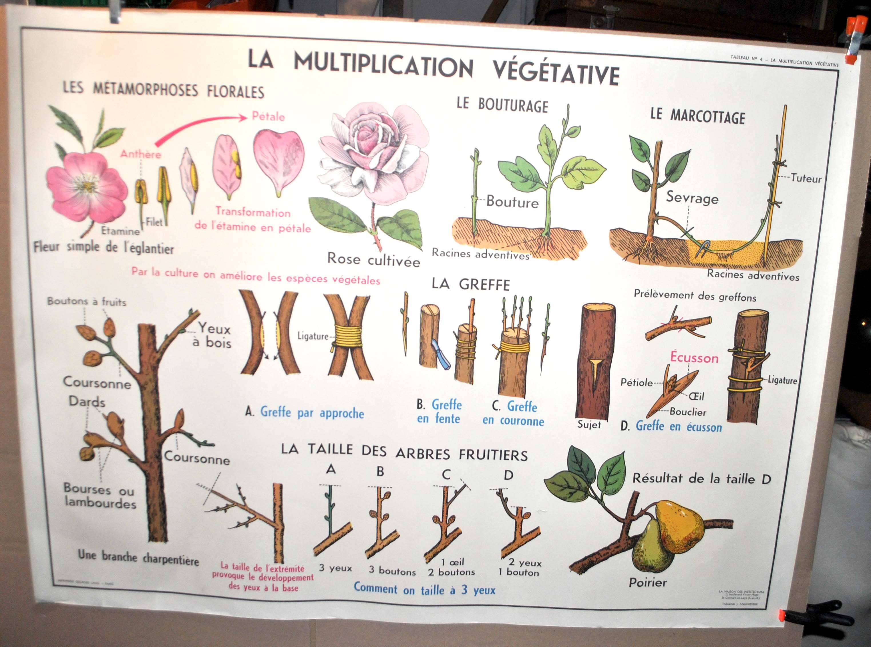 Nature school educational poster "plant multiplication" "the fertilization of a flower" lang