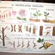 Nature school educational poster "plant multiplication" "the fertilization of a flower" lang