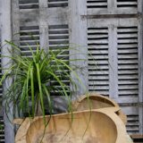 Wooden hollow dish