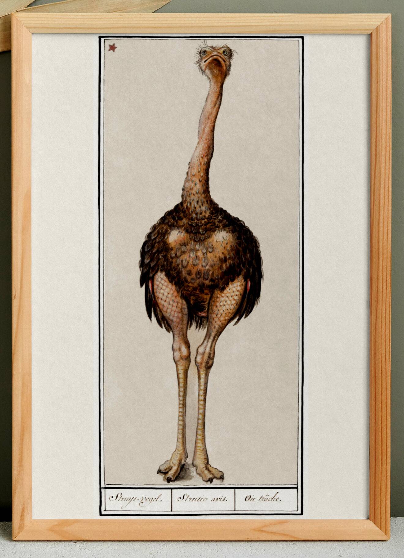 Small poster about the ostrich, after an old engraving from 1610.