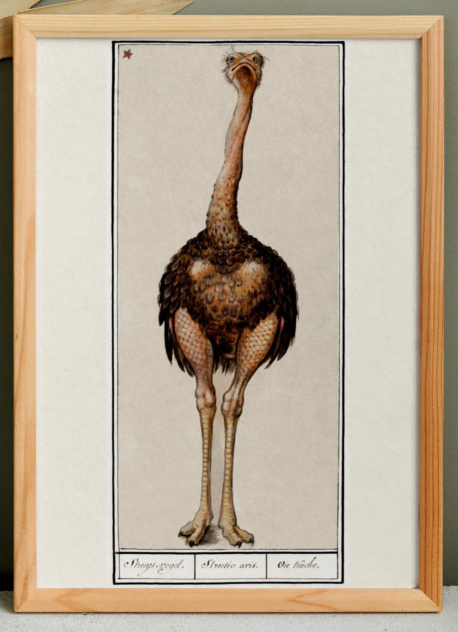 Petite affiche sur l'autruche, d’après une gravure ancienne de 1610.