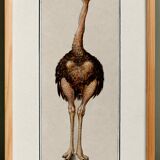 Small poster about the ostrich, after an old engraving from 1610.