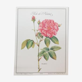 Planche botanique rose de provins