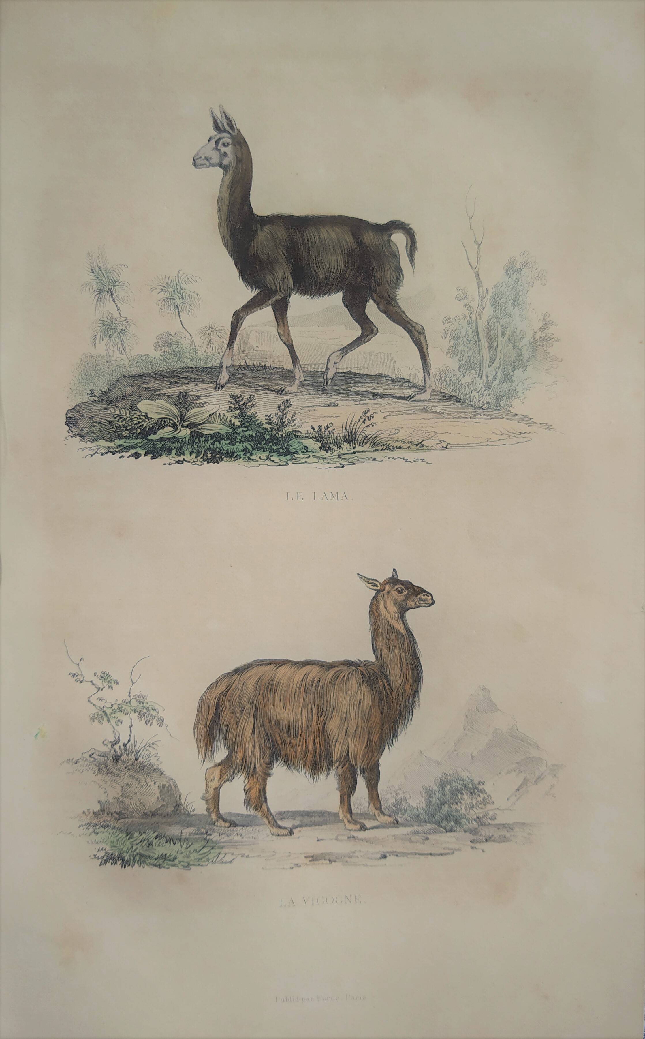 Ornithological Plate Buffon 1838 "Llama & Vicuña"