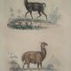 Ornithological Plate Buffon 1838 "Llama & Vicuña"