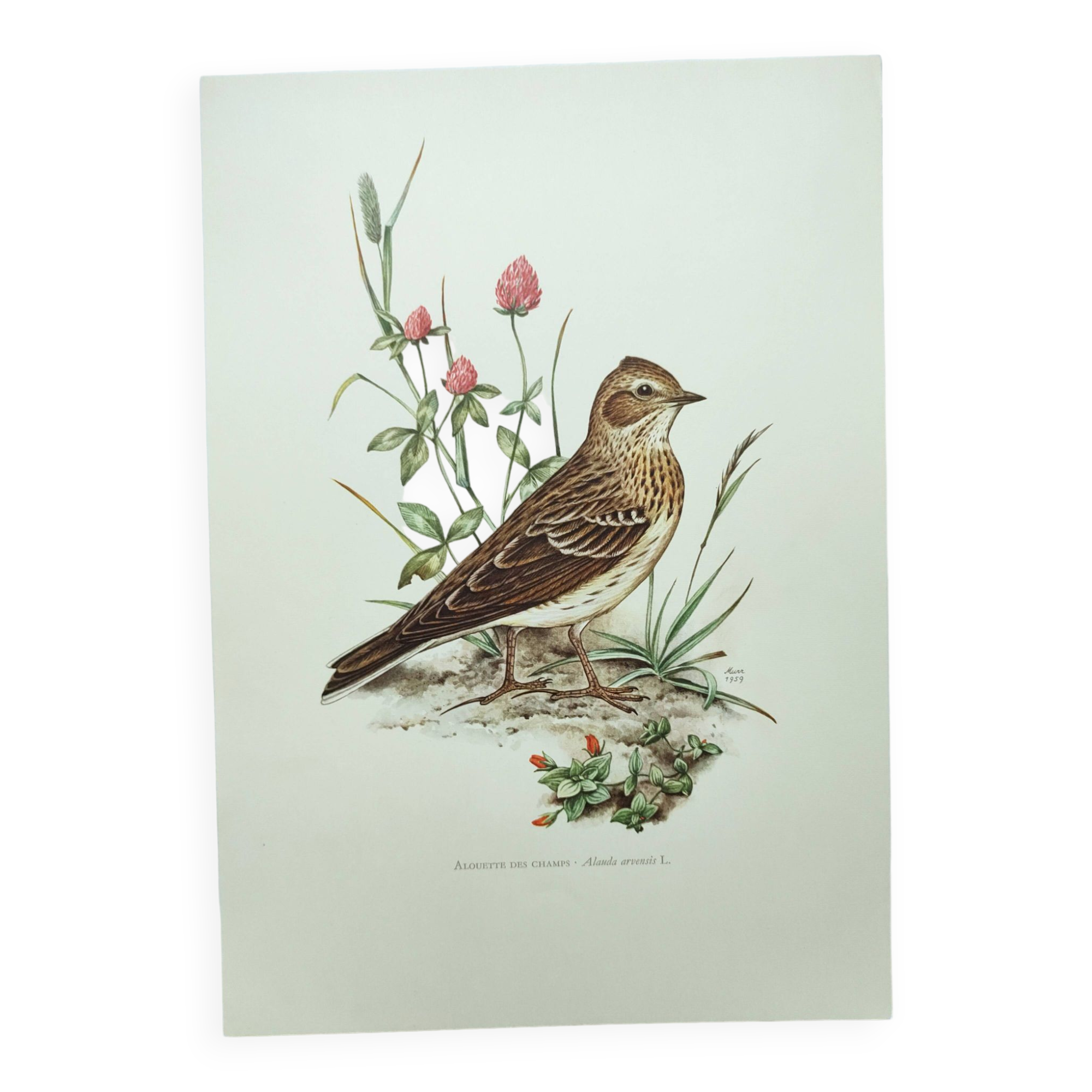 Old bird board 1960s - Skylark - Illustration to frame
