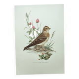 Old bird board 1960s - Skylark - Illustration to frame