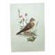 Old bird board 1960s - Skylark - Illustration to frame