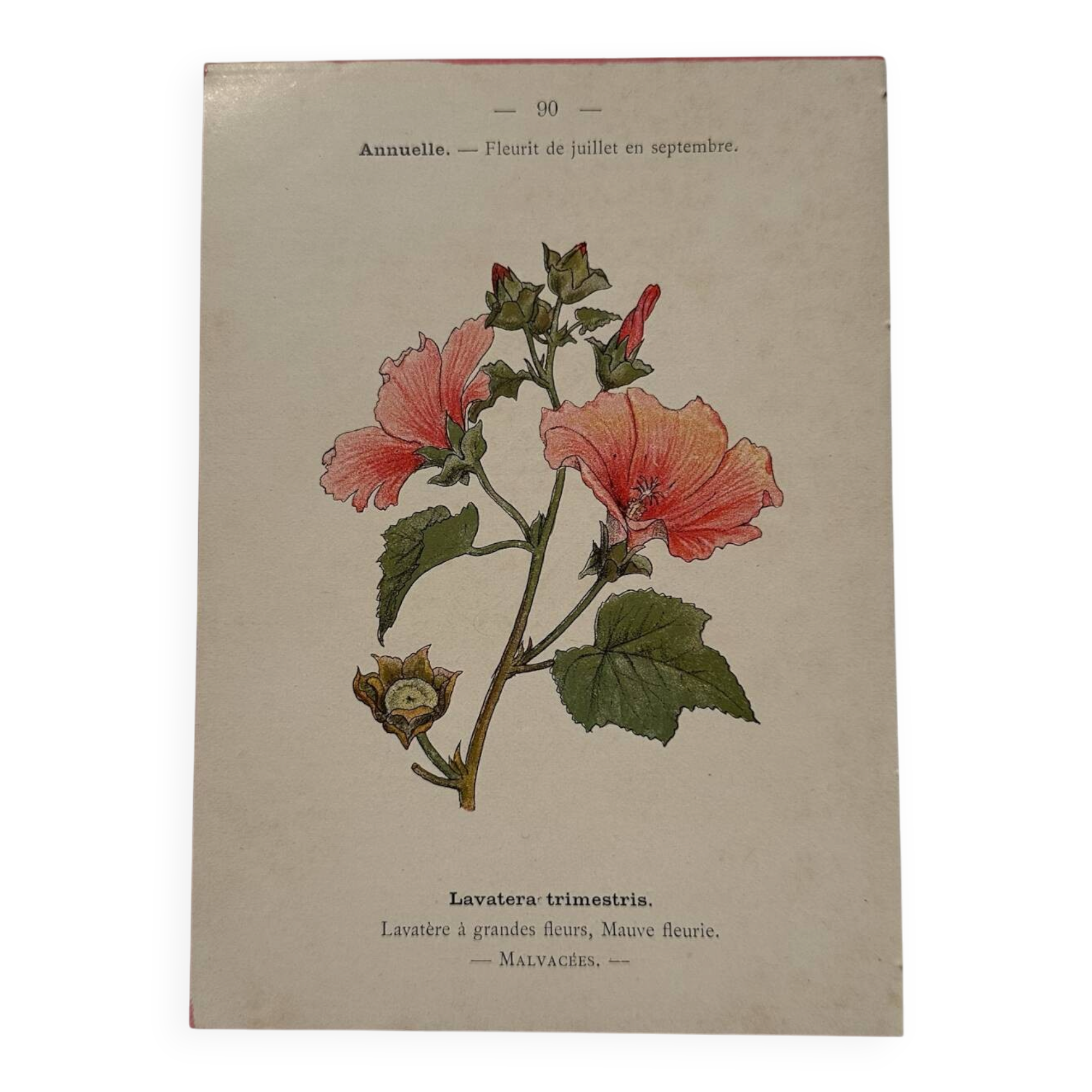 19th-century botanical engraving naturalist poster French flower wine