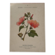 19th-century botanical engraving naturalist poster French flower wine