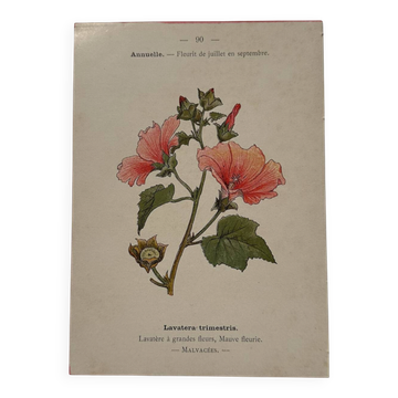 19th-century botanical engraving naturalist poster French flower wine