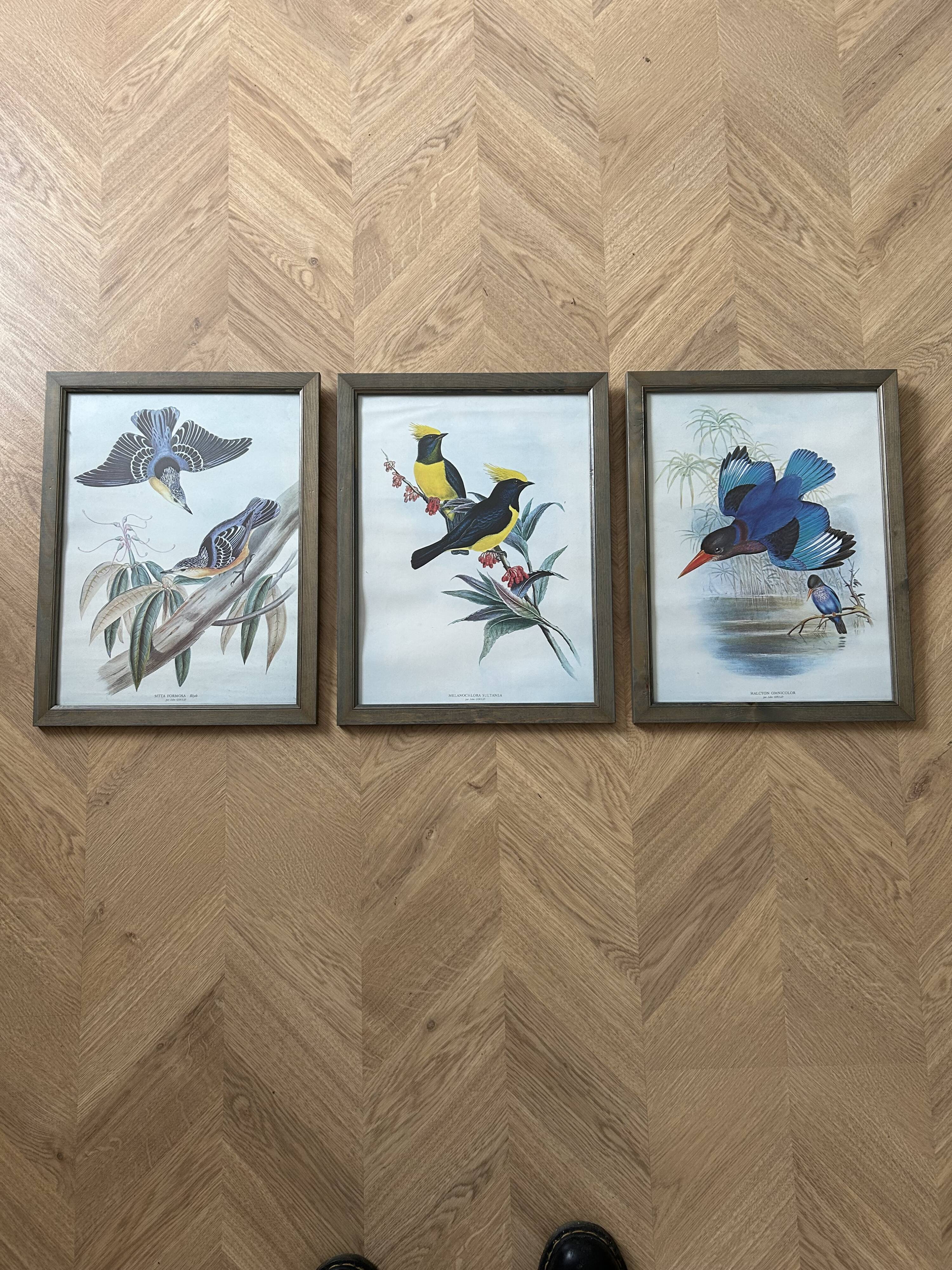 Set of 3 ornithological posters