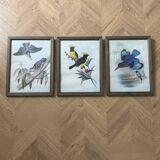 Set of 3 ornithological posters