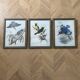 Set of 3 ornithological posters