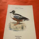 Botanical engraving birds double sided naturalist board