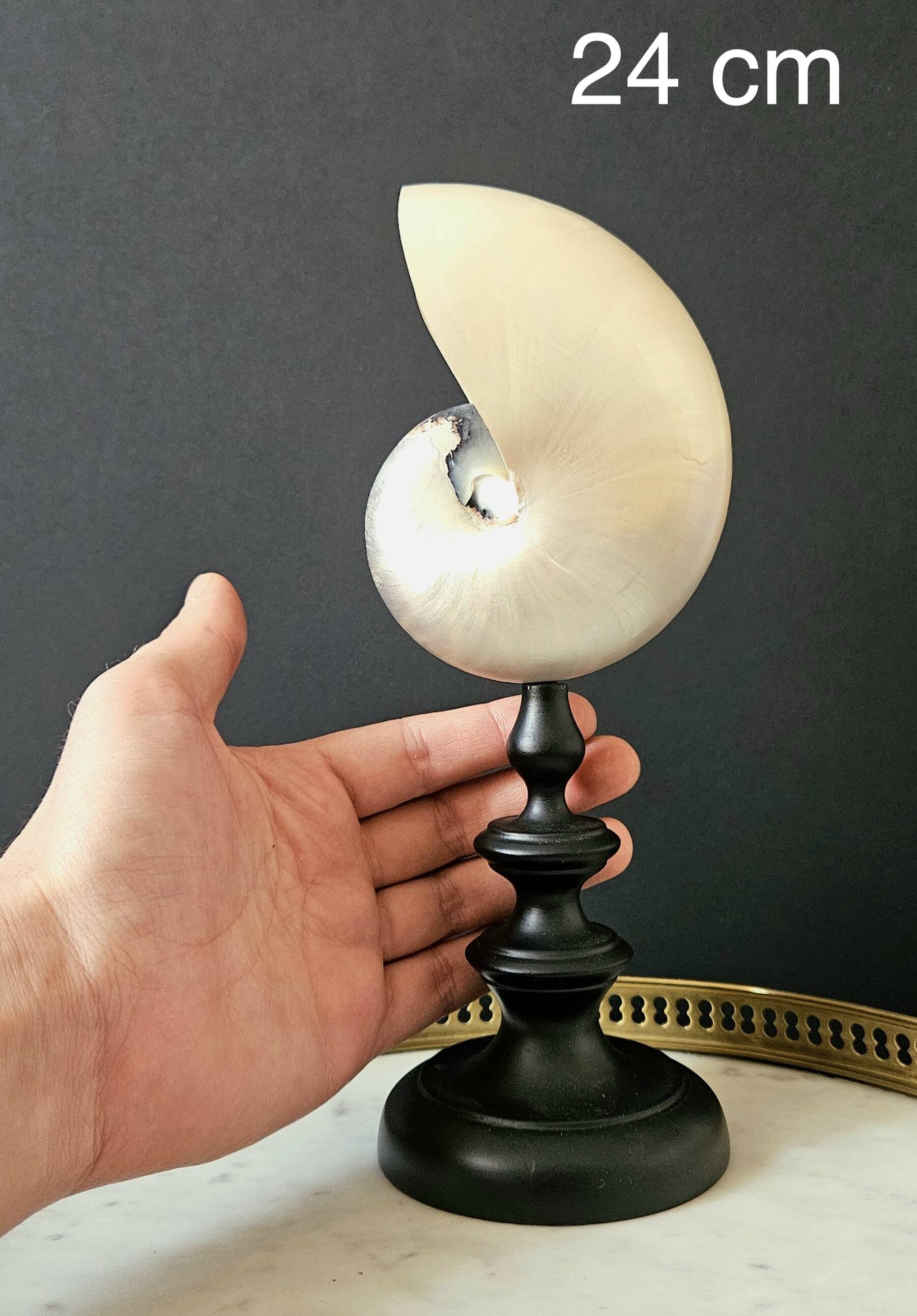Nautilus / Pearly Nautilus, Black Turned Wood Base H: 24 cm