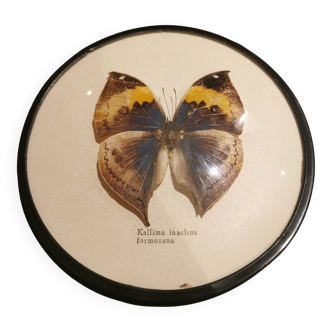 cadre papillon naturalisé