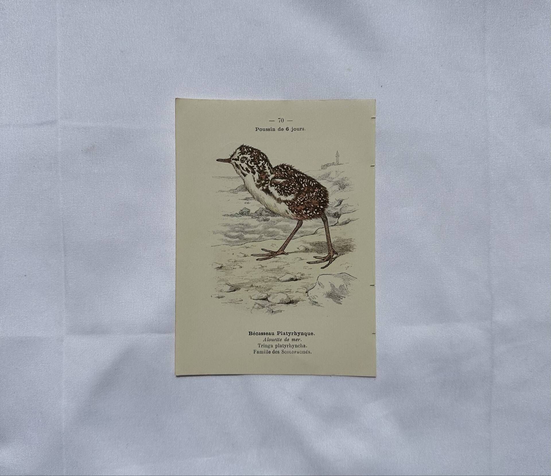 🐦 Botanical Plate Engraving of Birds Naturalist 19th Century Double-sided A