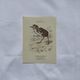 🐦 Botanical Plate Engraving of Birds Naturalist 19th Century Double-sided A