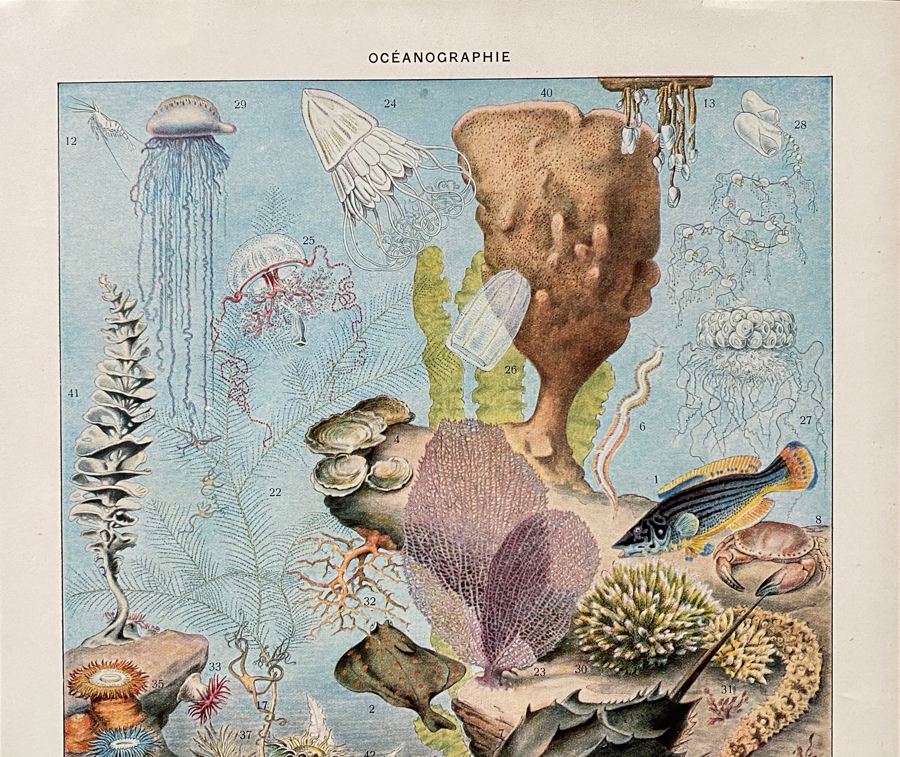 Old illustration Millot "Oceanography"