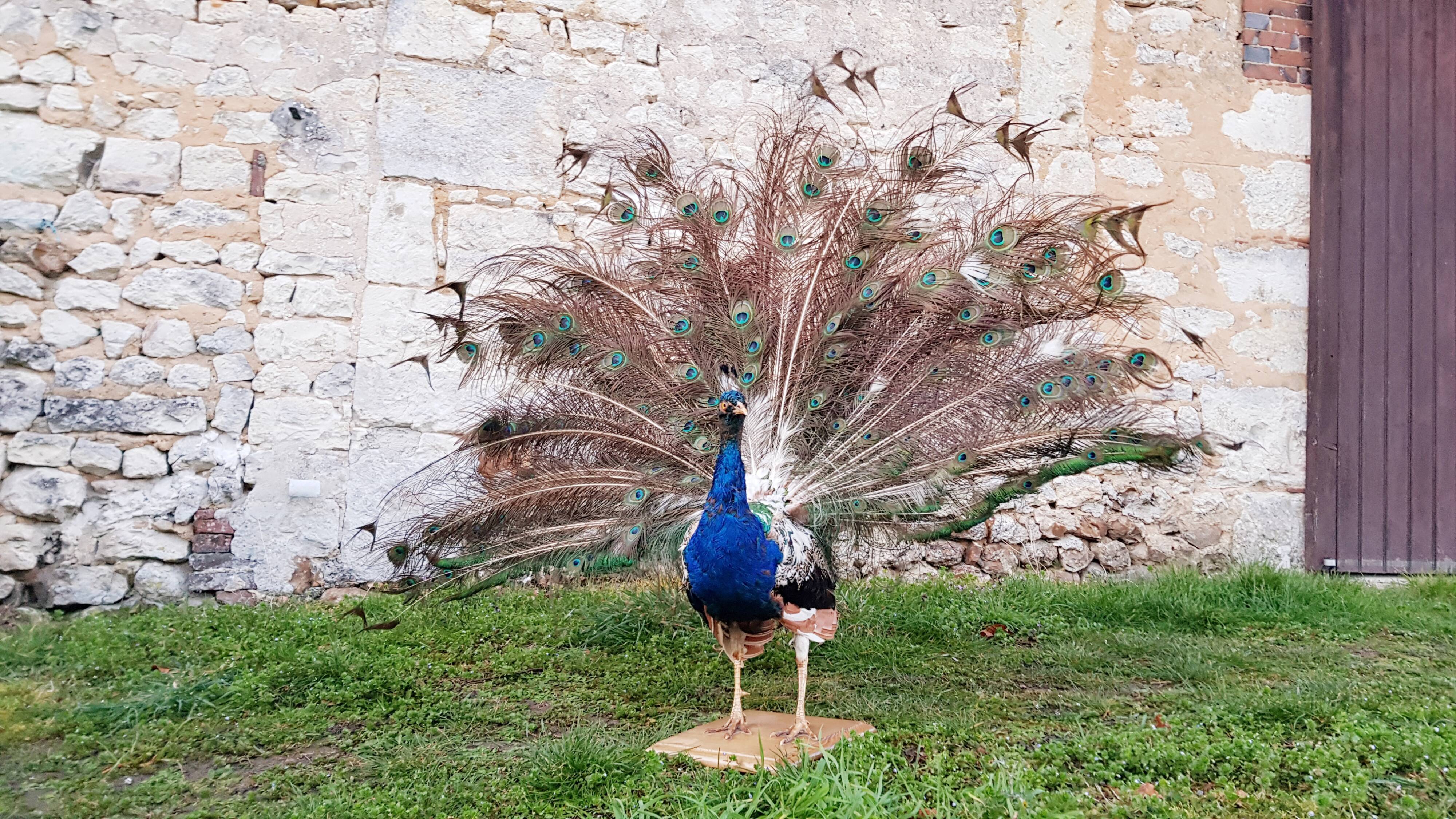 Naturalized blue peacock